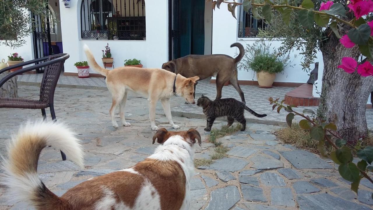 Bed and Breakfast Bed & Breakfast Alegria Y Luna Sorbas Exterior foto